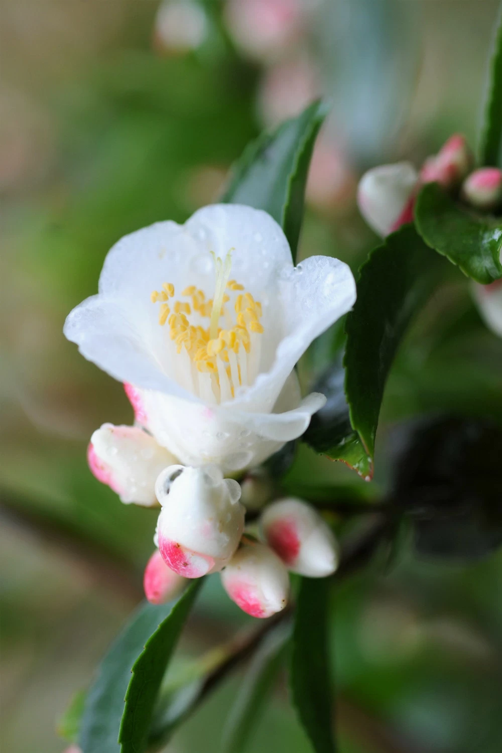 Camélia 'transnokoensis' - 5l
