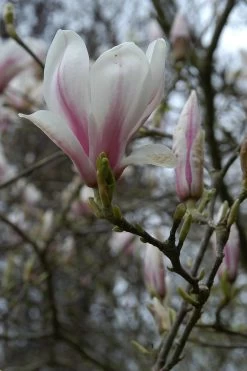Magnolia Soulangeana - 4l
