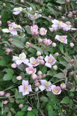 Clématite 'mayleen' - 3l