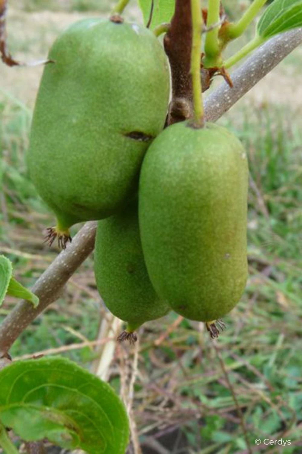 Kiwai 'super IssaĂŻ' - 1,5l