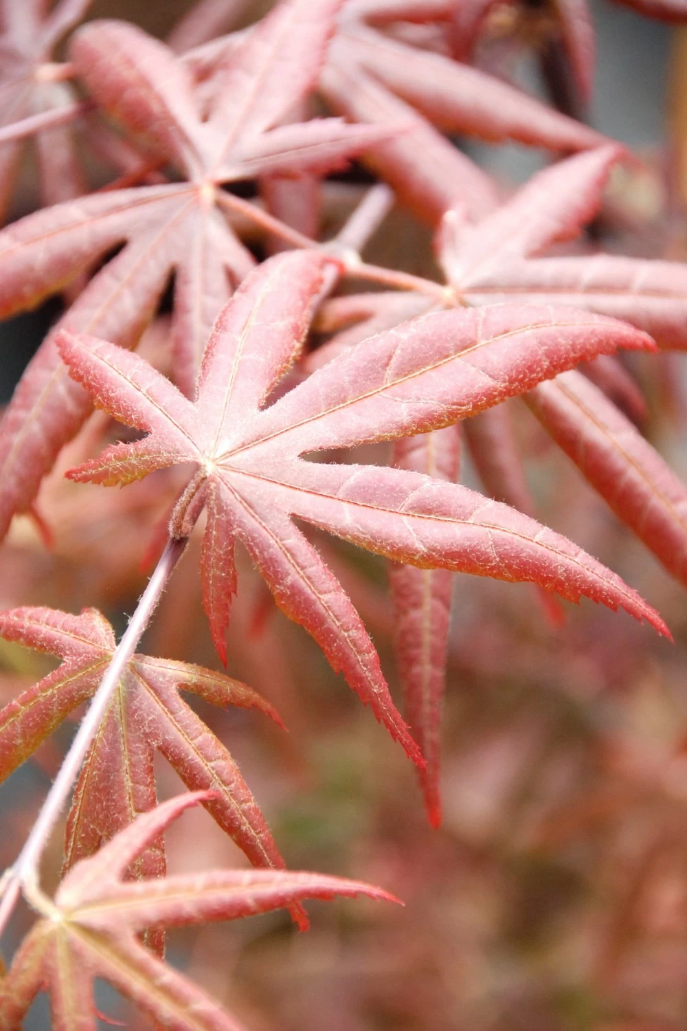 Erable 'starfish' - 4l