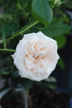 Rosier Décorosiers ? 'amber Voluptia ?' - 5l