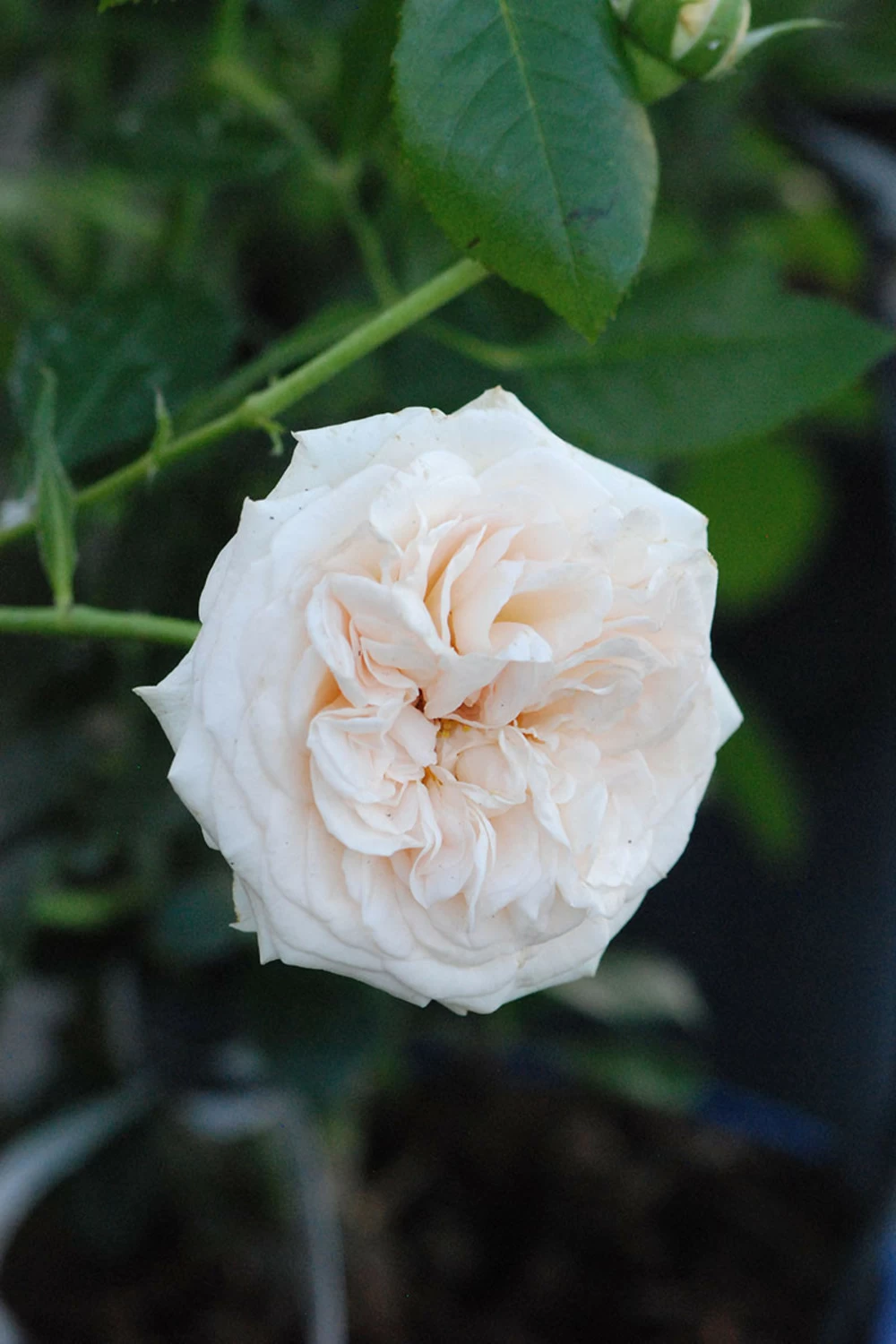 Rosier Décorosiers ? 'amber Voluptia ?' - 5l