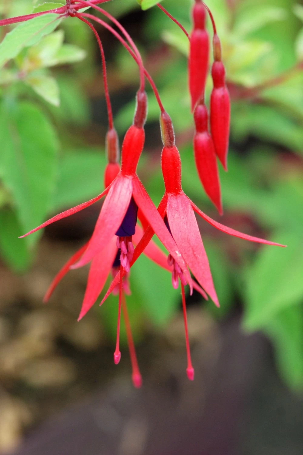 Fuchsia 'ricartonii' - 3l