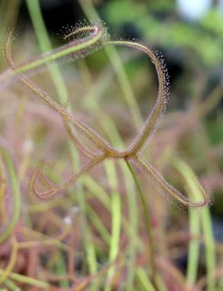 Drosera Binata 'marston Dragon' Caractéristique - Pot 9 Cm