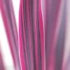 Cordyline 'pink Passion ? ' - 3l