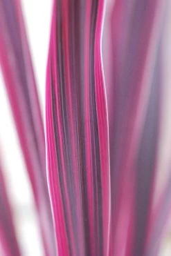 Cordyline 'pink Passion ? ' - 3l