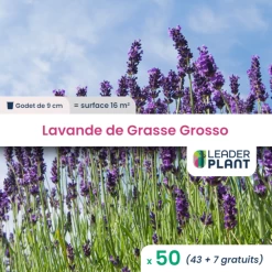 50 X Lavande Grosso En Godet