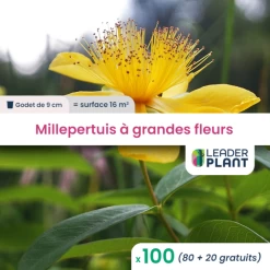 100 X Millepertuis Couvre-sol à Grandes Fleurs En Godet