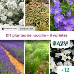 Kit Plantes De Rocaille – 6 Variétés – Lot De 12 Plants En Godet