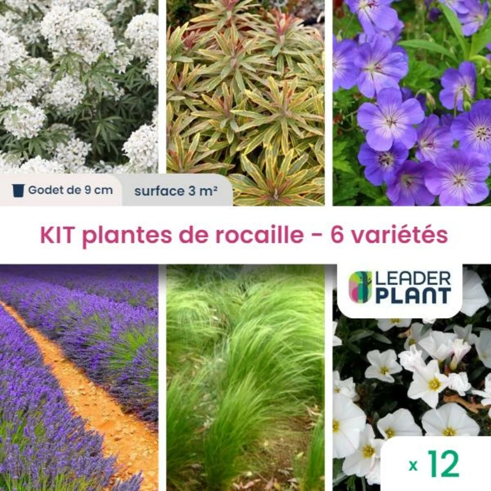 Kit Plantes De Rocaille – 6 Variétés – Lot De 12 Plants En Godet