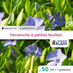 50 X Pervenche à Petite Feuille En Godet