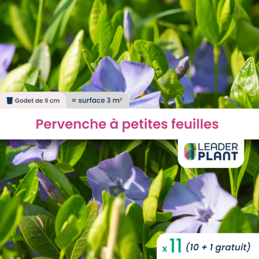 11 X Pervenche Ă Petite Feuille En Godet