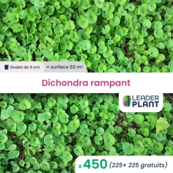450 X Dichondra Rampant En Godet