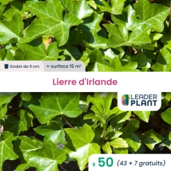 50 X Lierre D'irlande En Godet