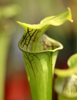 Sarracenia Oreophila Caractéristique - Pot 12 Cm
