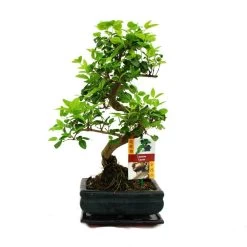 Troène Chinois Du Bonsaï - Ligustrum Sinensis - Env. 6 Ans