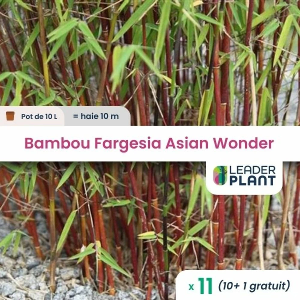 11 X Bambou Fargesia Asian Wonder En Pot De 10 L