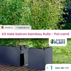Kit Bambou Rufa En Pot De 5 L Avec Bac Pour Balcon