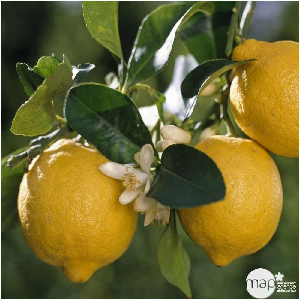 Citrus Lemon : C. 65L 18/20 – Image 2