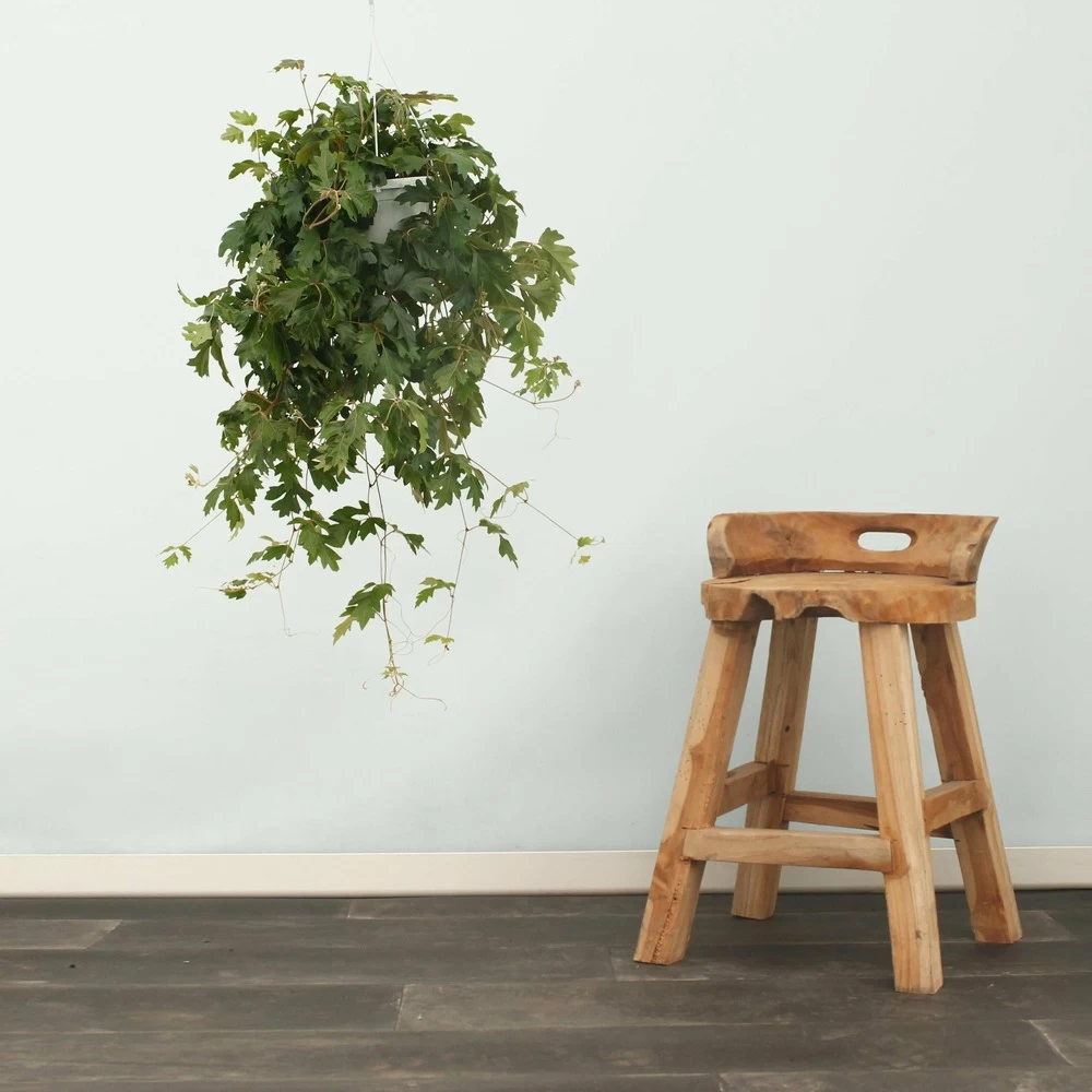 Cissus Ellen Danic - H70cm, ø17cm - Plante D'intérieur Tombante – Image 4