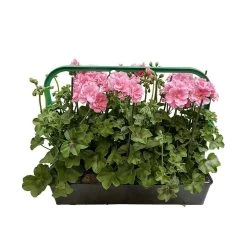 Géranium Lierre Double 'Royal® Light Pink' Label Rouge : 10 Plants