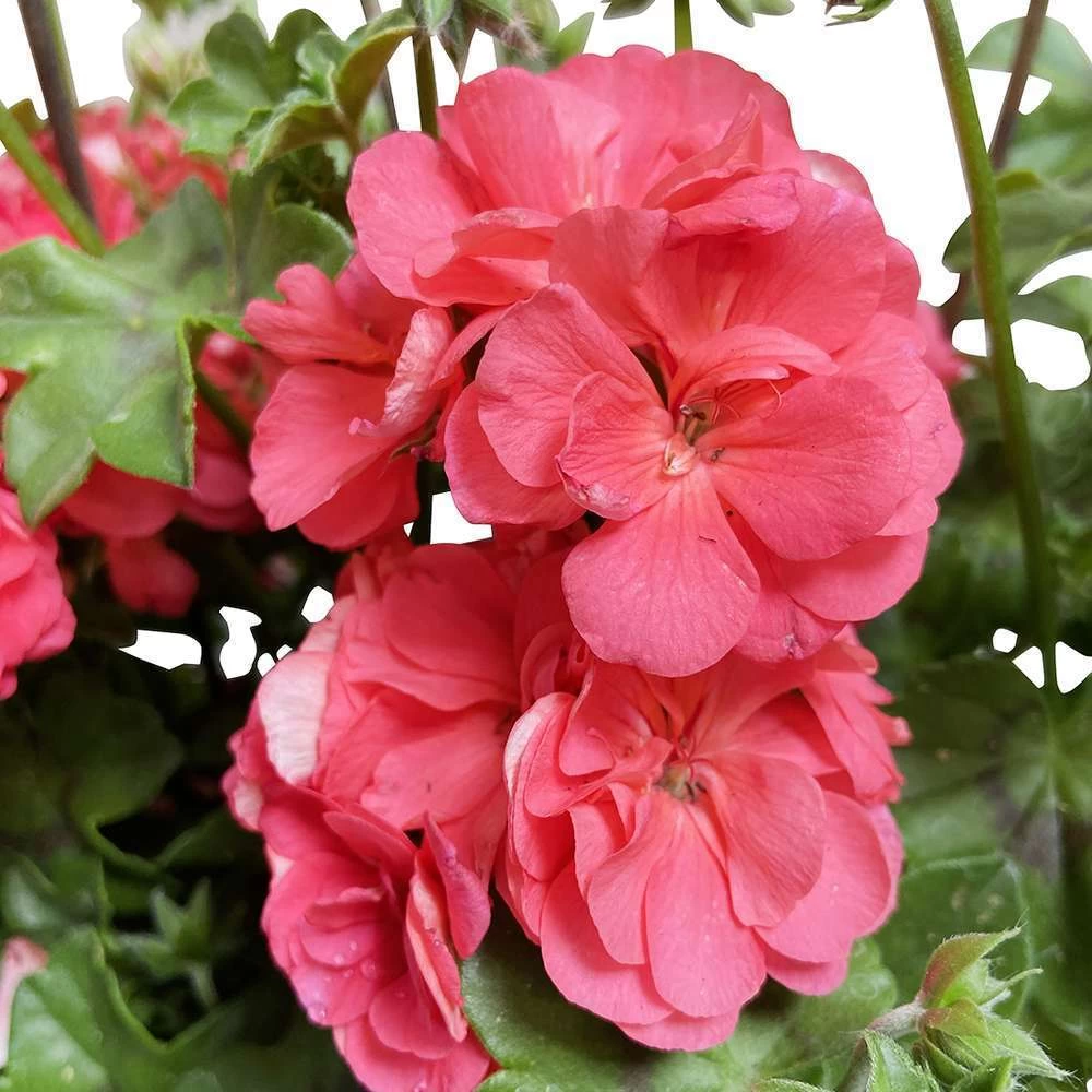 Géranium Lierre Double 'Royal® Salmon' Label Rouge : 10 Plants – Image 2