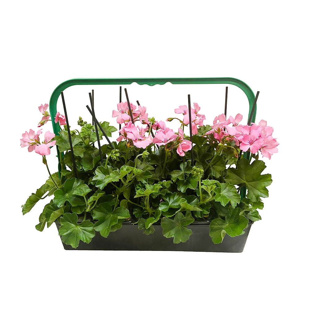 Géranium Lierre Double 'Marcada® Pink' Label Rouge : 10 Plants – Image 2