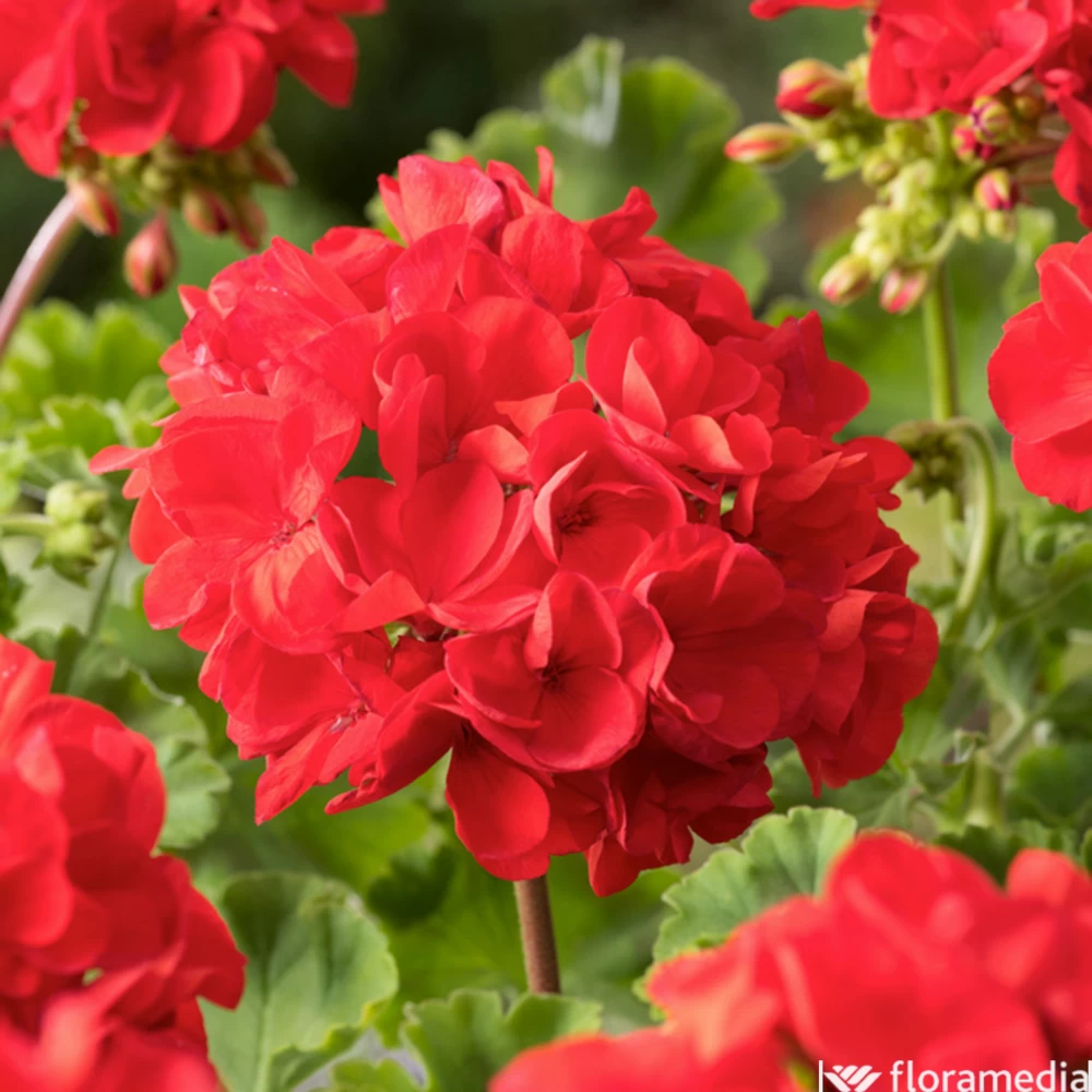 Géranium Zonale 'Sunrise® Fernando' Label Rouge : 10 Plants