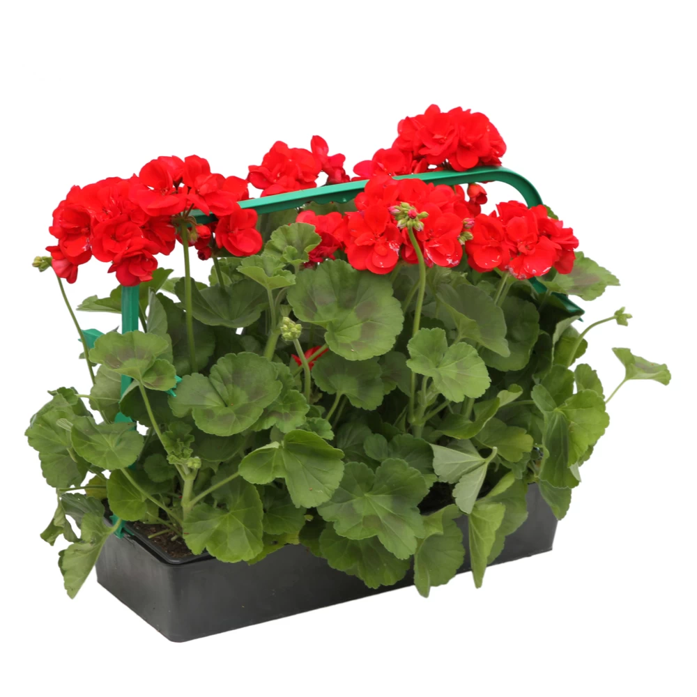 Géranium Zonale 'Sunrise® Fernando' Label Rouge : 10 Plants – Image 2