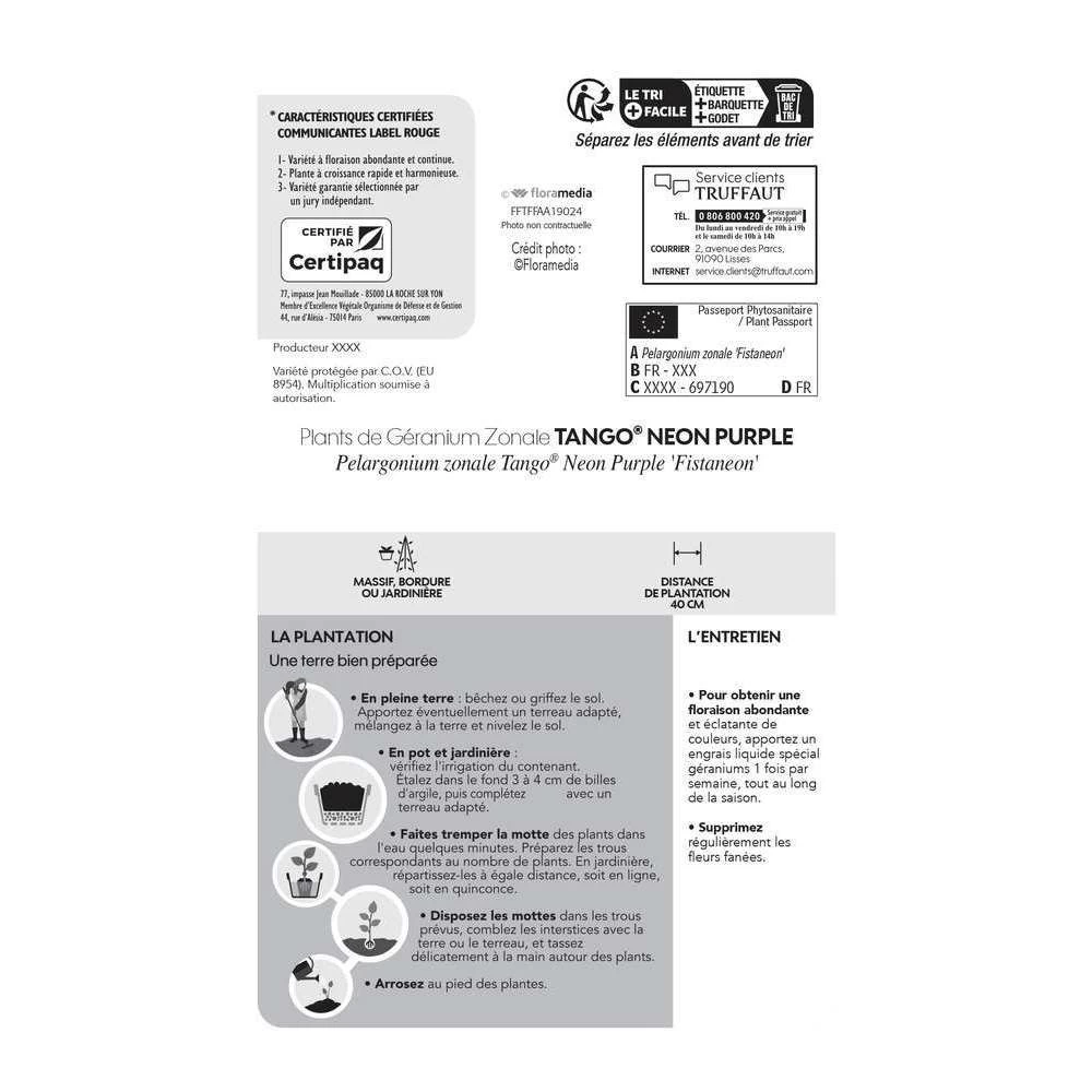 Géranium Zonale 'Tango® Neon Purple' Label Rouge : 10 Plants – Image 5