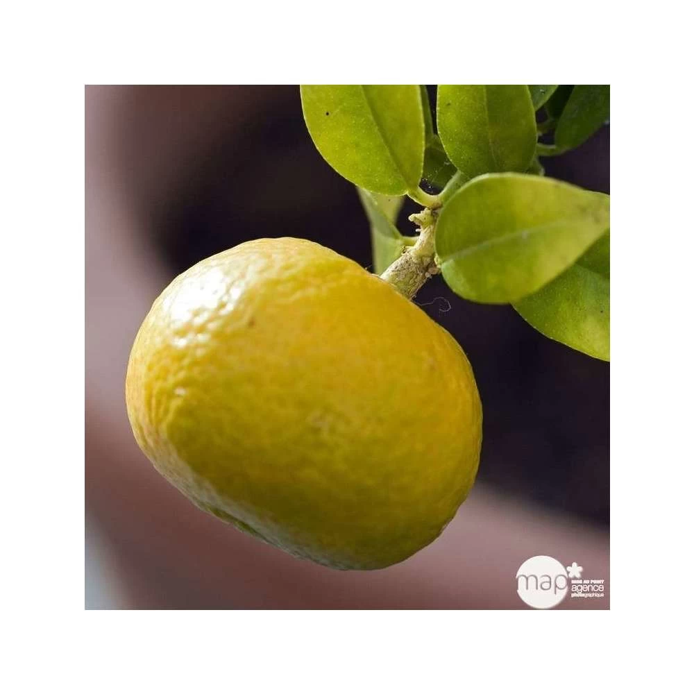 Mandarinier : C3L, Agriculture Biologique – Image 3