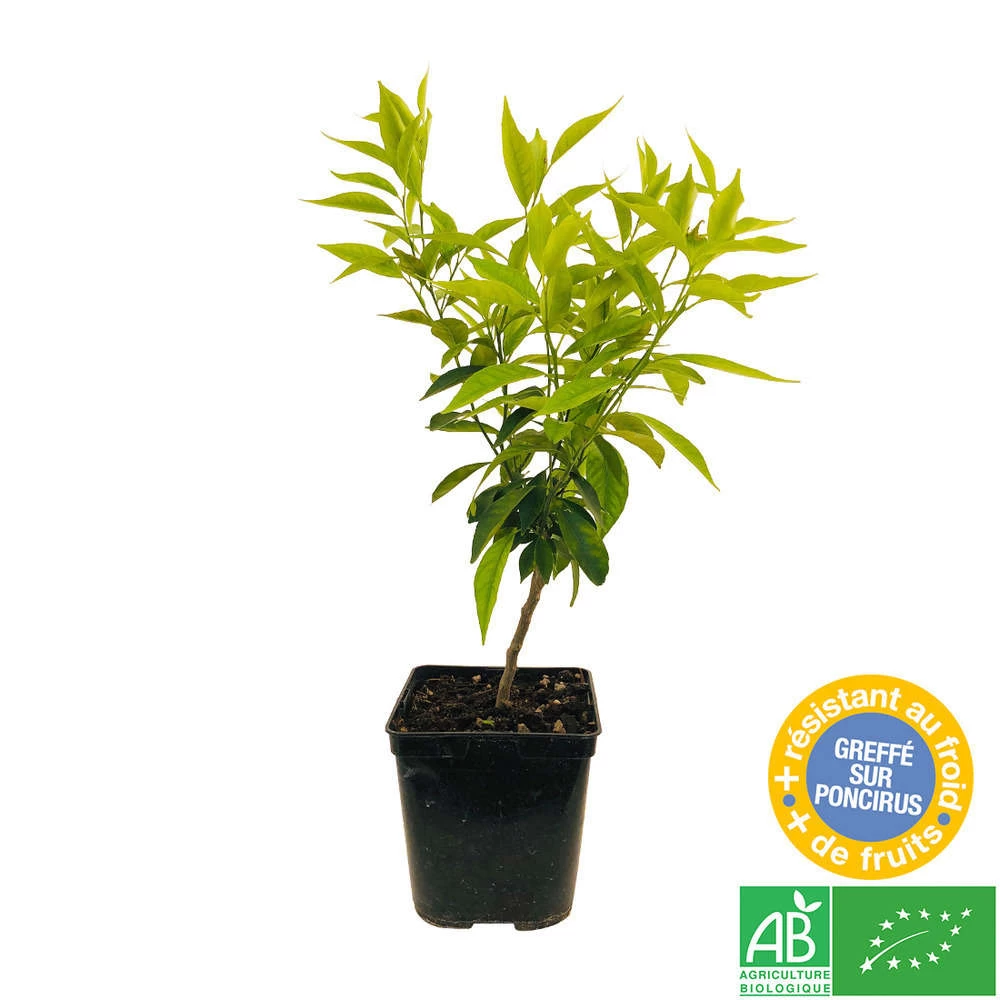 Mandarinier : C3L, Agriculture Biologique – Image 4