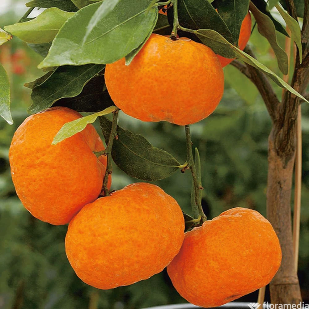 Mandarinier : C3L, Agriculture Biologique – Image 5