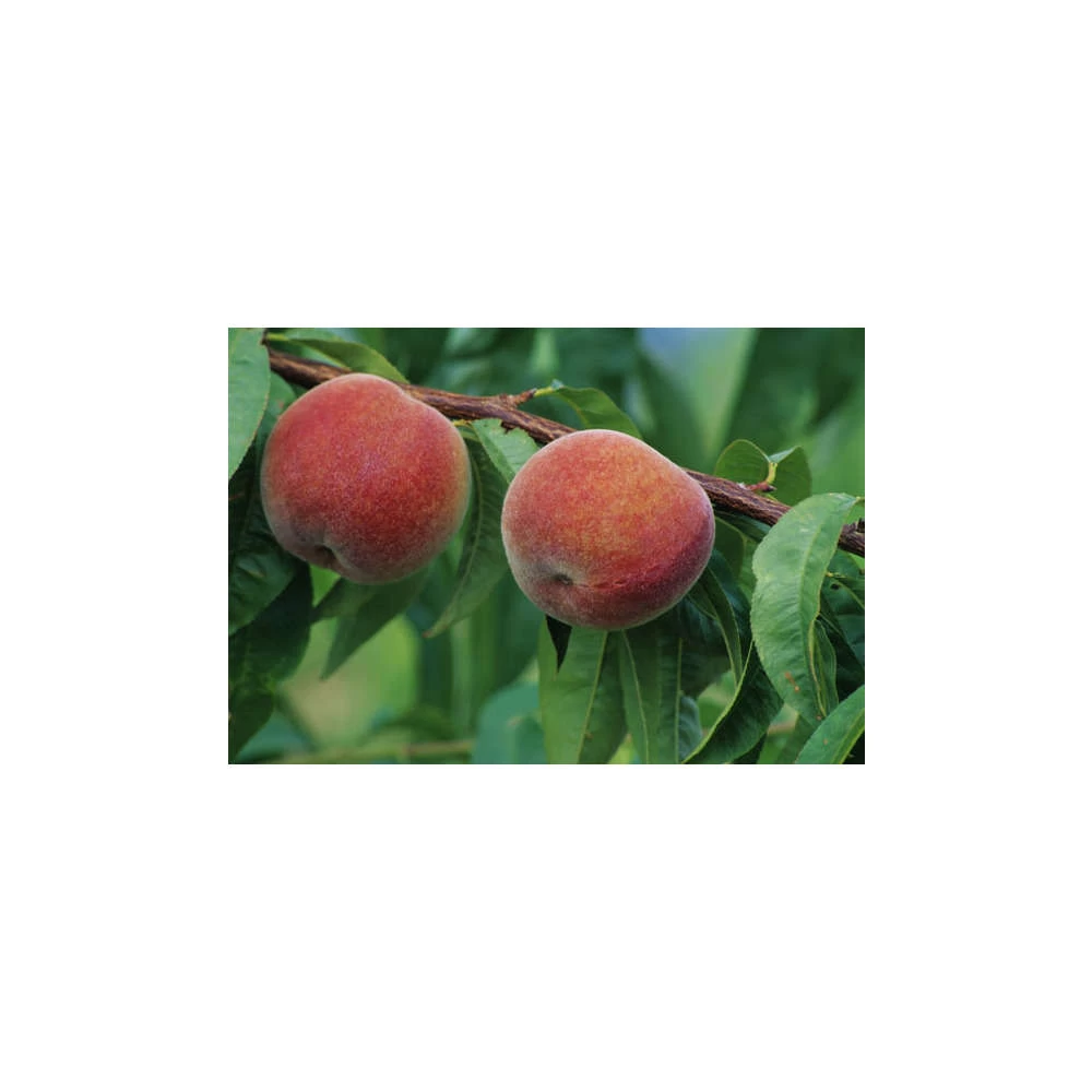 Pêcher à Chair Jaune JH Hale : Demi Tige 6/8 Cm 2 Ans D'âge Ctr 12L – Image 2