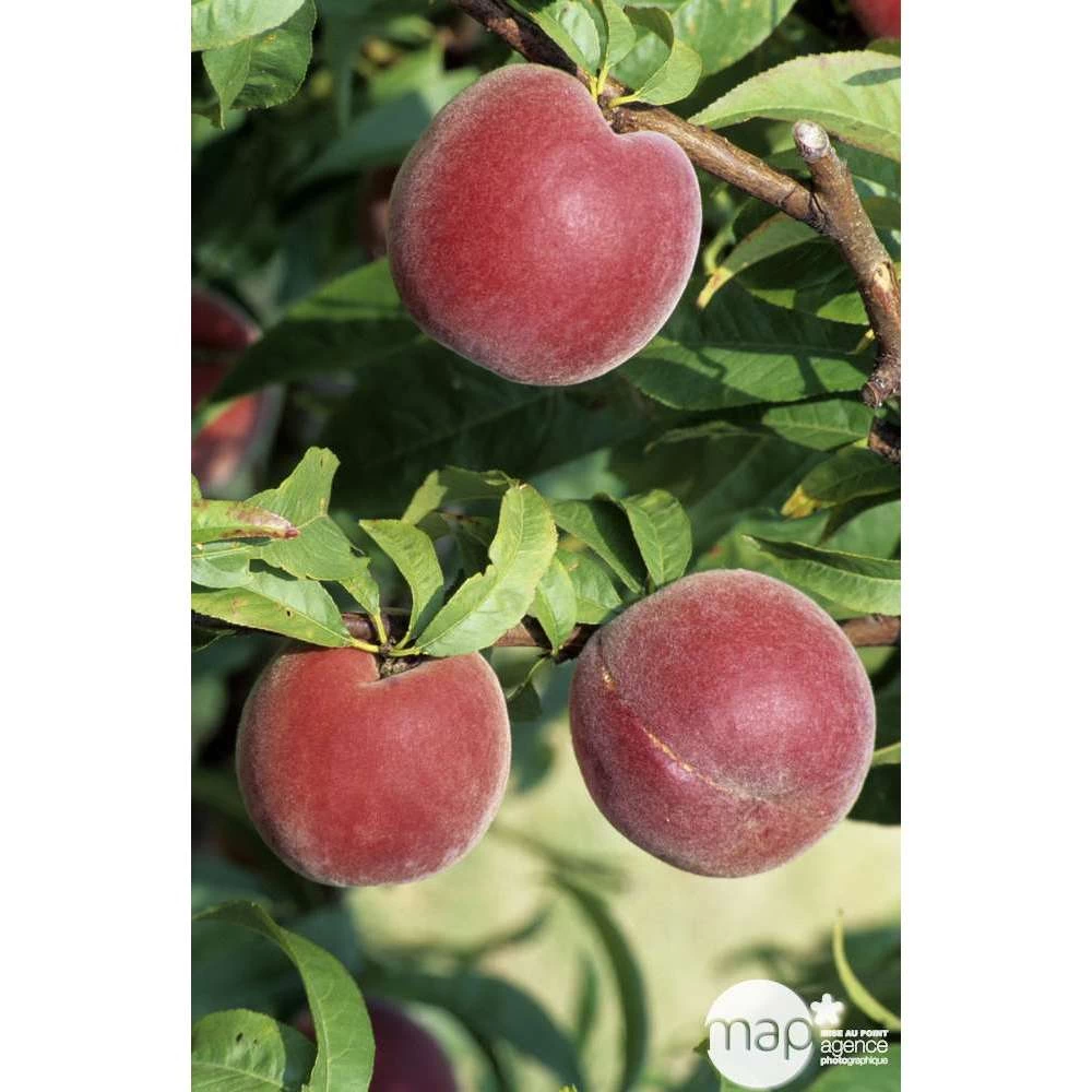 Pêcher à Chair Jaune JH Hale : Demi Tige 6/8 Cm 2 Ans D'âge Ctr 12L – Image 3