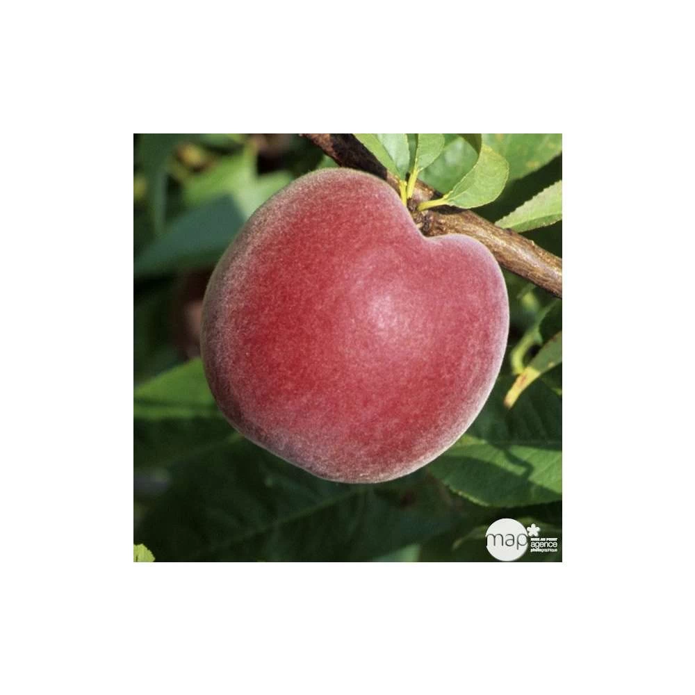 Pêcher à Chair Jaune JH Hale : Demi Tige 6/8 Cm 2 Ans D'âge Ctr 12L – Image 4