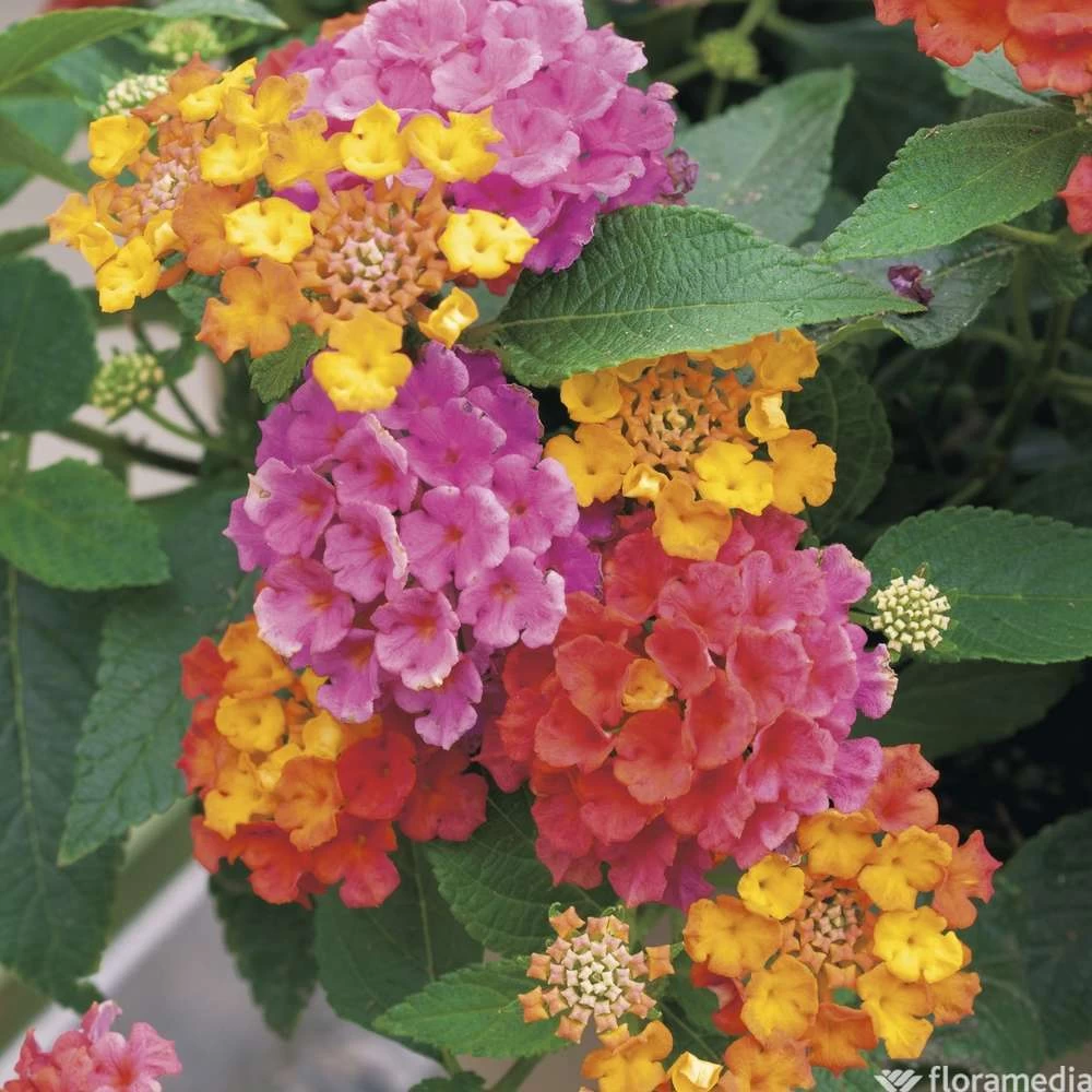 Lantana Camara : C5L – Image 2