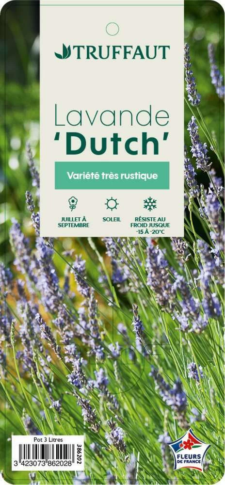Lavande X Intermedia Dutch Lavander Pot 3L – Image 2