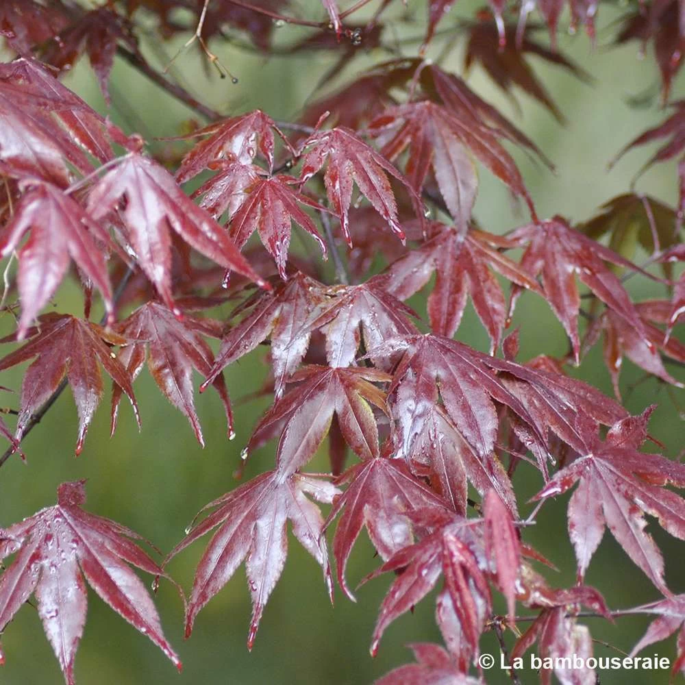 Acer Japonicum 'Palmatum Blood Good' C30L H.100/125cm – Image 3