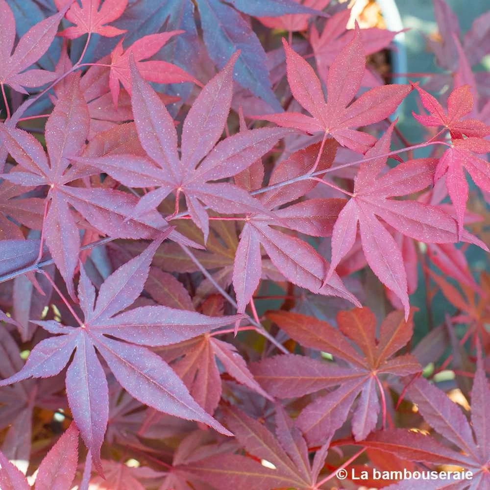 Acer Japonicum 'Palmatum Blood Good' C30L H.100/125cm – Image 5