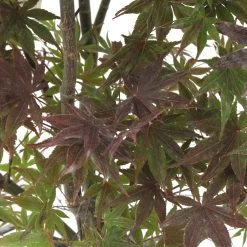 Acer Japonicum 'Palmatum Blood Good' C30L H.100/125cm