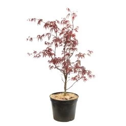 Acer Japonicum 'Palmatum Blood Good' C7L H.60/80cm