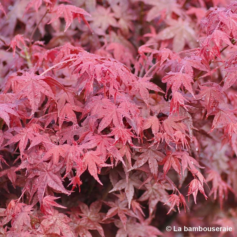 Acer Palmatum "Deshojo" C3L H.40/60cm – Image 2