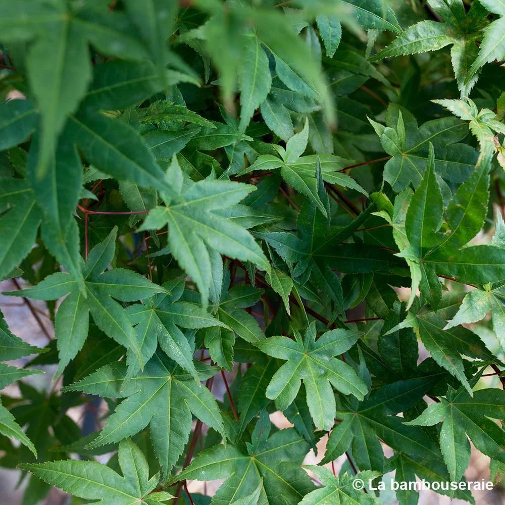 Acer Palmatum "Deshojo" C3L H.40/60cm – Image 3