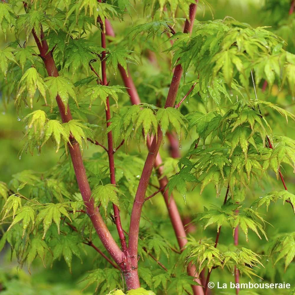 Acer Palmatum 'Sango-Kaku' : C3L H.40/60cm – Image 2