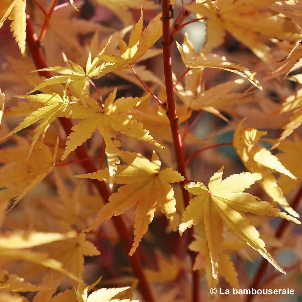 Acer Palmatum 'Sango-Kaku' : C3L H.40/60cm – Image 4