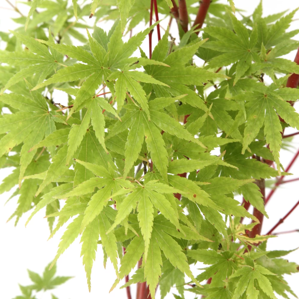 Acer Palmatum 'Sango-Kaku' : C3L H.40/60cm