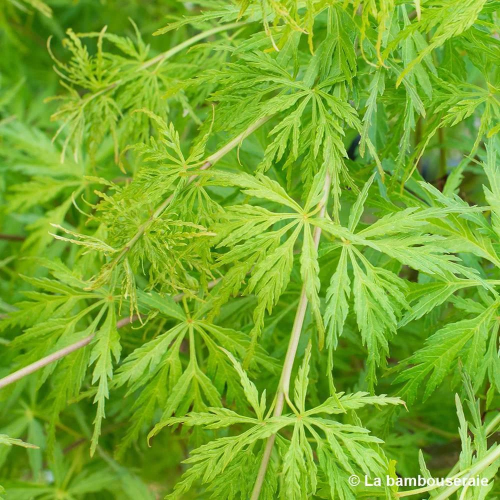 Acer Palmatum 'Seiryu' :C7L H60/80cm – Image 2