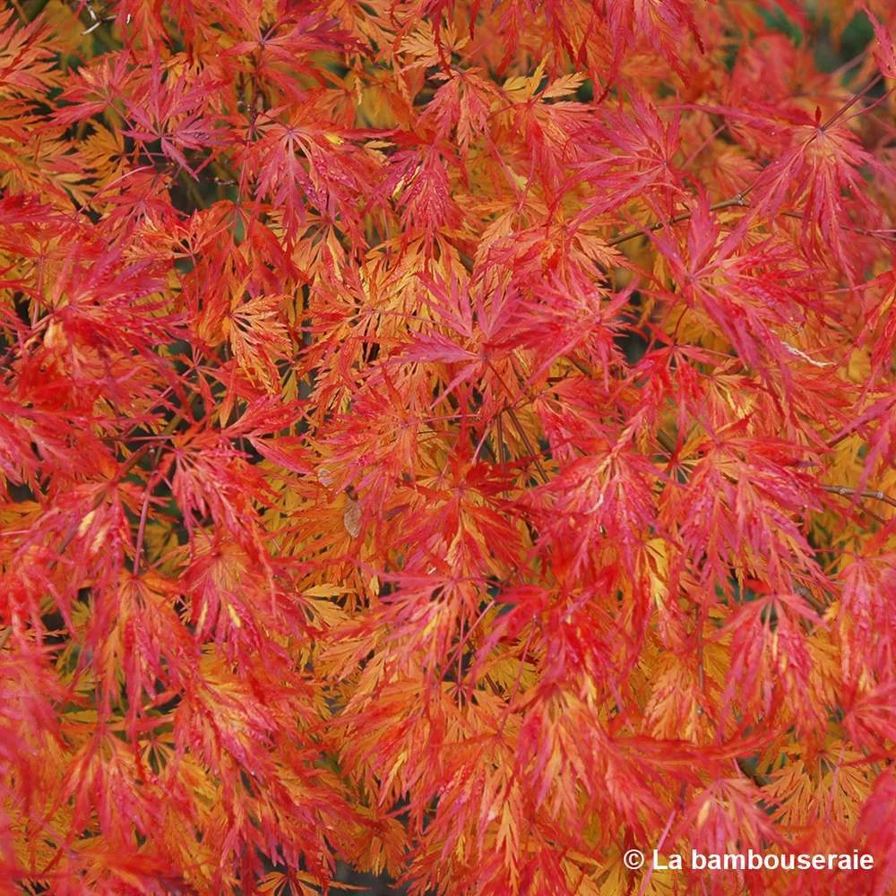 Acer Palmatum 'Seiryu' :C7L H60/80cm – Image 3